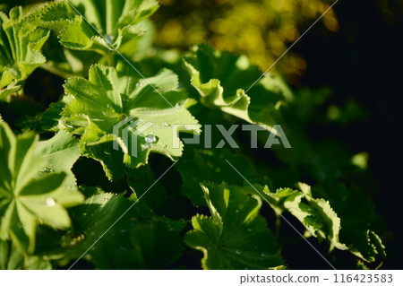 Bunch of green weed, grass or wild plant Bunch of green weed, grass or wild plant 116423583