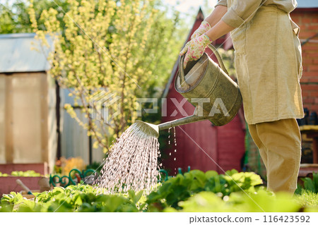 Watering seedlings from metallic pot Watering seedlings from metallic pot 116423592
