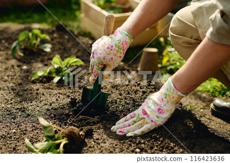 Preparing pits for strawberry seedlings 116423636