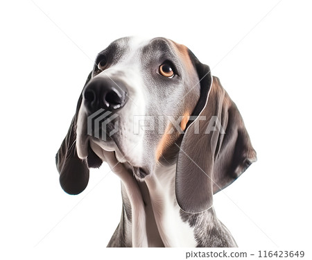 Dog (Great Dane) 116423649