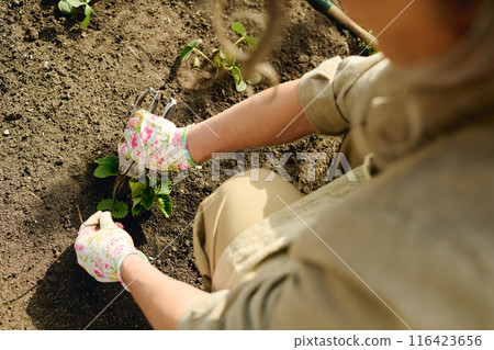 Cutting green seedling with secateurs 116423656