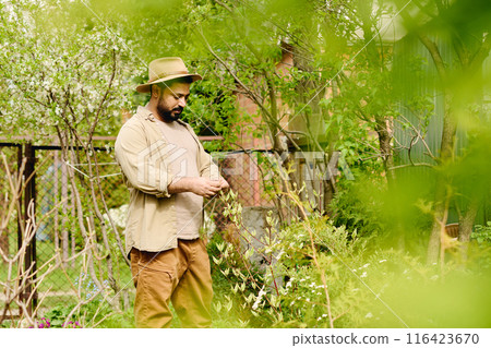 Gardener checking green leaves on bush Gardener checking green leaves on bush 116423670