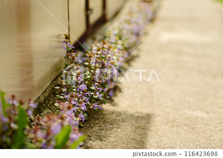 Row of plants with tiny blue blossom 116423698