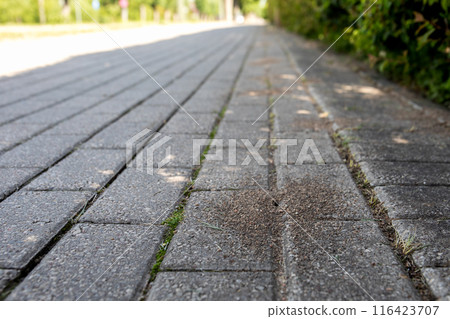 An anthill on pavement, life in urbanized environment, the road in perspective 116423707