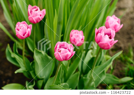 Pink tulip buds and green leaves 116423722