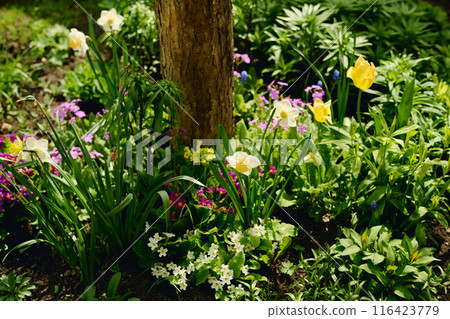 Green vegetation and garden flowers Green vegetation and garden flowers 116423779