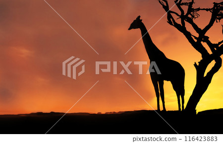 A giraffe stands next to a tree against the background of the sunset sky A giraffe stands next to a tree against the background of the sunset sky 116423883