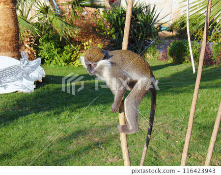 A vervet monkey perching on a vertical stick in a grassy area with palm trees in the background. A vervet monkey perching on a vertical stick in a grassy area with palm trees in the background. 116423943