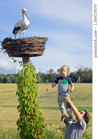 Dad lifts baby to show stork in its nest against backdrop of field of wheat. Family, lifestyle and nature. Dad lifts baby to show stork in its nest against backdrop of field of wheat. Family, lifestyle and nature. 116423979