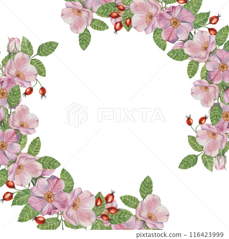 Rosehip round frame template, pink wild rose flowers and leaves. Watercolor detailed botanical wreath for birthday, anniversary, thank you, congratulations and mothers day cards, wedding invitation Rosehip round frame template, pink wild rose flowers and leaves. Watercolor detailed botanical wreath for birthday, anniversary, thank you, congratulations and mothers day cards, wedding invitation 116423999