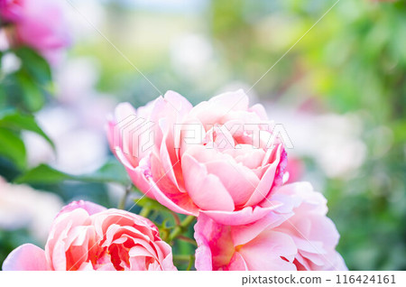 Rose Marie Antoinette 116424161
