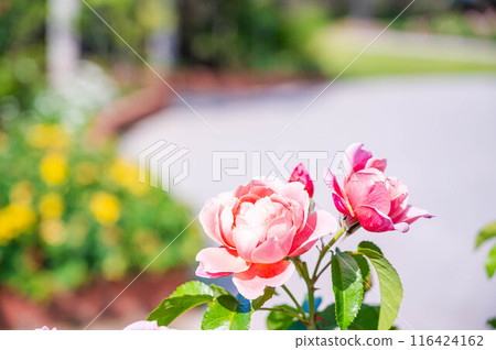 Shinshu Sky Park Rose Garden 116424162