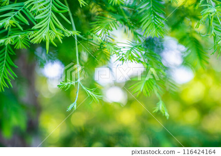 Metasequoia sprout Metasequoia sprout 116424164