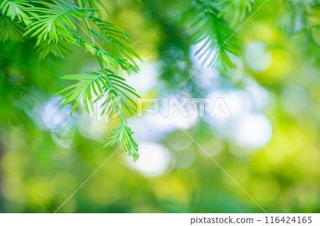 Metasequoia sprout Metasequoia sprout 116424165