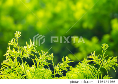 水杉發芽 116424166