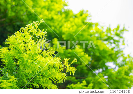 水杉發芽 水杉發芽 116424168