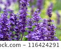 Purple-flowered Blue Salvia 116424291