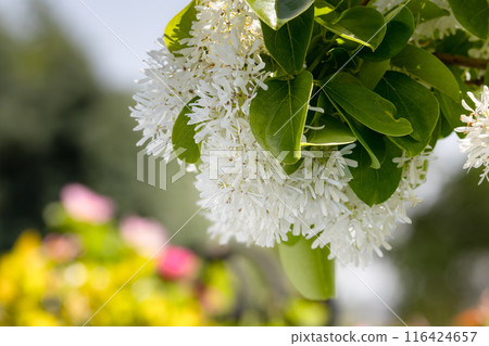 Nanjamonja flower 02 Nanjamonja flower 02 116424657