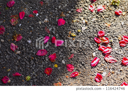 Red rose petals fallen on the ground 116424746