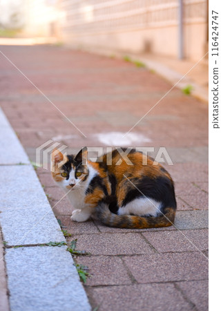 Stray cat on the roadside 116424747