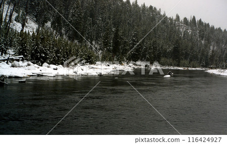 Yellowstone Winter Snow Madison River Yellowstone Winter Snow Madison River 116424927