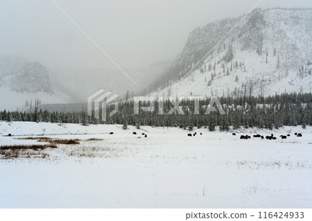 Yellowstone American Bison Herd Yellowstone American Bison Herd 116424933