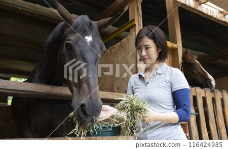 Woman taking care of a horse 116424985