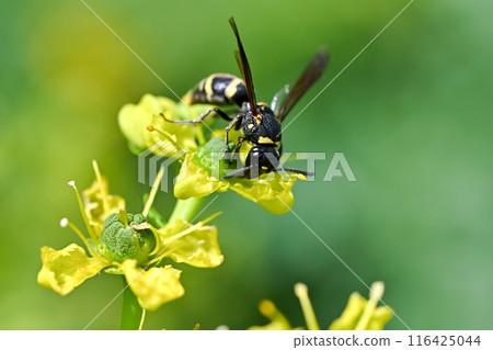 Potter wasp Potter wasp 116425044