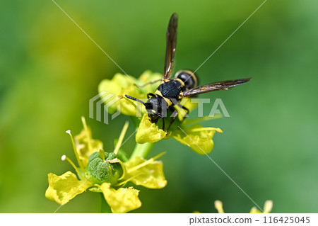 Potter wasp Potter wasp 116425045