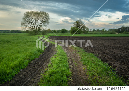 Dirt road next to a green meadow and a plowed field with black soil. 116425121