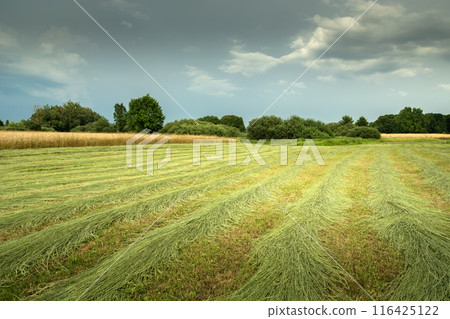 A meadow mown with a tractor and a cloudy sky 116425122