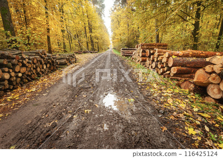 Wet and muddy road in the autumn forest with piles of wood 116425124