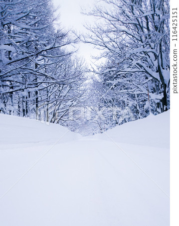 snowy winter forest snowy winter forest 116425151