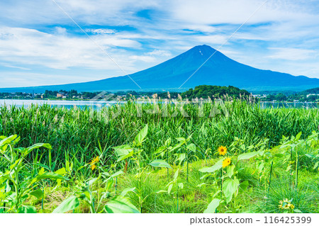 [山梨縣]河口湖大石公園、向日葵初開、富士山 116425399
