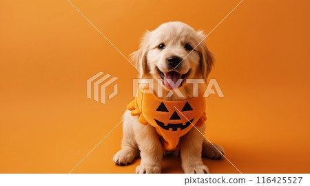 A golden retriever puppy wearing a pumpkin costume sits in front of an orange background A golden retriever puppy wearing a pumpkin costume sits in front of an orange background 116425527