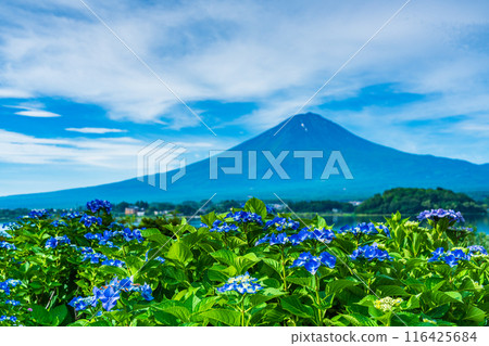 [Yamanashi Prefecture] Hydrangeas and Mt. Fuji on the promenade at Oishi Park, Lake Kawaguchi 116425684