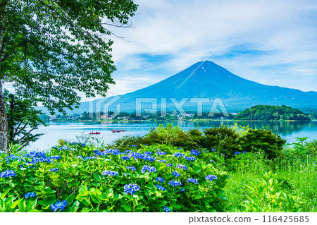 [山梨縣] 河口湖大石公園散步道上的繡球花和富士山 116425685