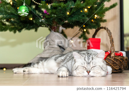 Sad domestic cat lies under a Christmas tree with gifts for children Sad domestic cat lies under a Christmas tree with gifts for children 116425794