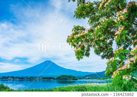 [山梨縣]河口湖大石公園、盛開的睡樹和富士山 116425802