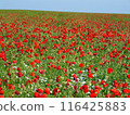 Vibrant red poppy field under clear blue sky. Bright flowers bloom in natural setting. Rural landscape with colorful poppies, green grass. Outdoor floral scene, sunny day. 116425883
