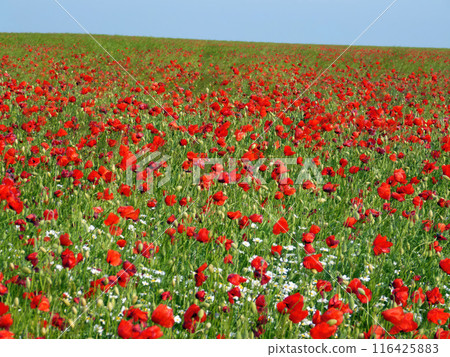 Vibrant red poppy field under clear blue sky. Bright flowers bloom in natural setting. Rural landscape with colorful poppies, green grass. Outdoor floral scene, sunny day. 116425883