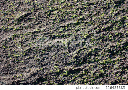 Stone wall covered in bright green moss, natural texture background. Ancient structure with eco surface. Outdoor green plants on rocky material, old and peaceful. 116425885