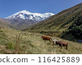 Elbrus, mountain, valley, cattle, graze, snowy, peaks, background, rural, farming, landscape, serene, nature, scene, outdoor, hiking, travel, destination, Russia, cows, grass, tourism, adventure 116425889