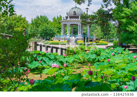 鶴舞公園、小長池的蓮花（愛知縣名古屋市） 116425936
