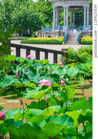 鶴舞公園、小長池的蓮花（愛知縣名古屋市） 116425939