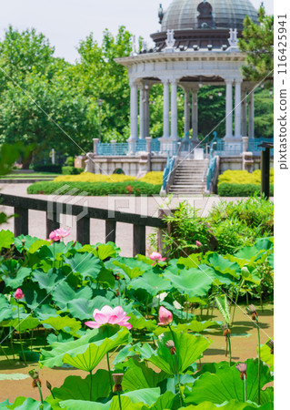 鶴舞公園、小長池的蓮花（愛知縣名古屋市） 116425941