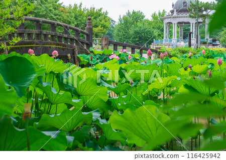 鶴舞公園、小長池的蓮花（愛知縣名古屋市） 116425942
