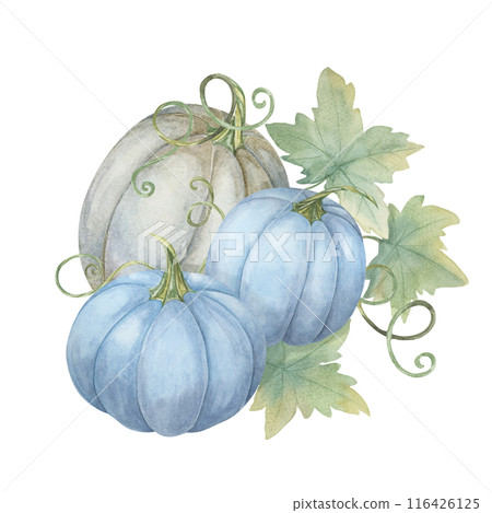 Two blue pumpkins and one white pumpkin with green leaves. Pastel colored squash illustration. Watercolor clipart for autumn wedding invites, seasonal marketing, Thanksgiving and unique fall decor 116426125