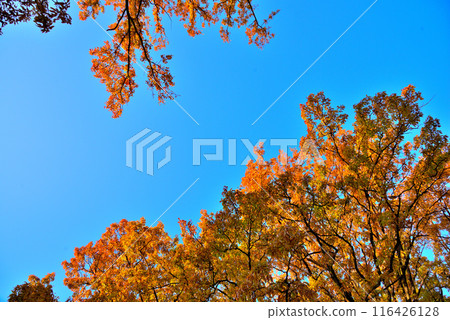 Autumn sky and autumnal trees Autumn sky and autumnal trees 116426128