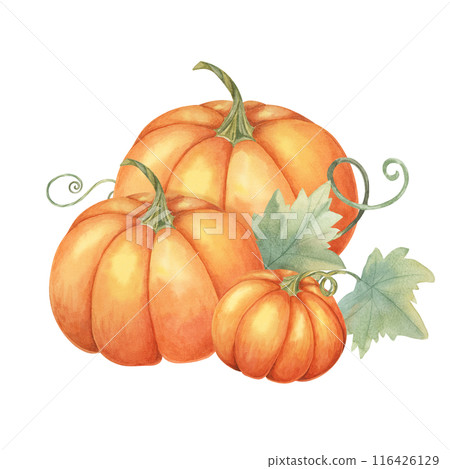 Three orange pumpkins with green leaves and vines. Bright squash illustration. Watercolor clipart suitable for autumn decor, stickers, Thanksgiving cards, and harvest festival promotional materials Three orange pumpkins with green leaves and vines. Bright squash illustration. Watercolor clipart suitable for autumn decor, stickers, Thanksgiving cards, and harvest festival promotional materials 116426129